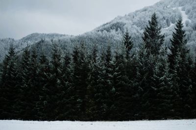 Snow covered field