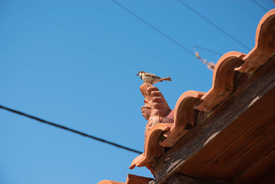 Bird sitting on the roof of the building