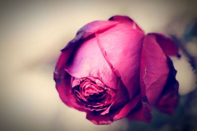 Close-up of pink rose