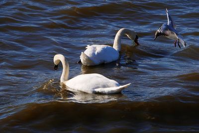 Swans swimming in lake