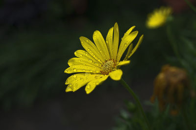 Close-up of yellow flowering plant