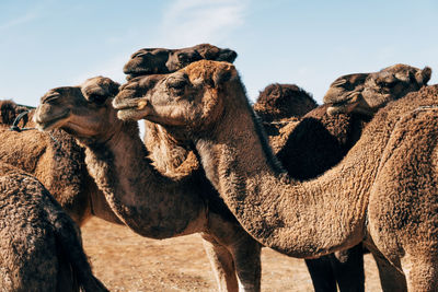 Camels on hot sand in sunny desert in morocco