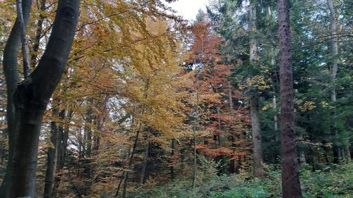 Trees in forest during autumn