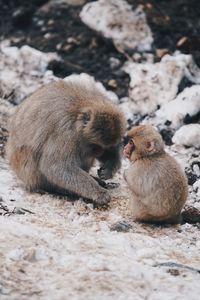 Monkeys in a field