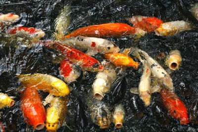 Close-up of fish in water