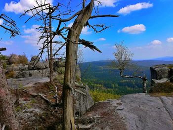 Bare trees on landscape against sky