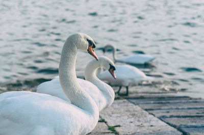 Swan in a lake