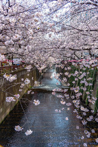 Cherry blossom tree by canal