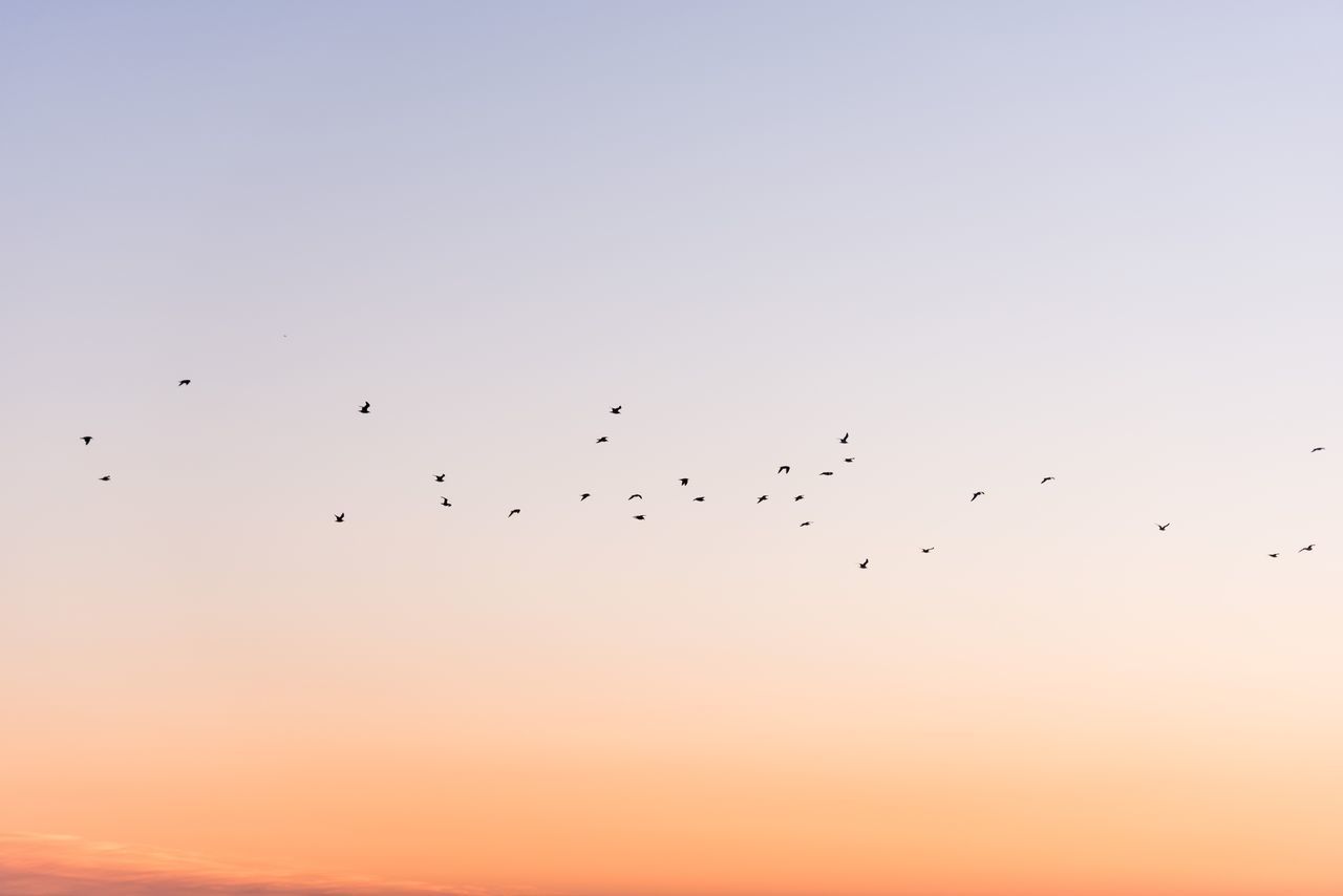 BIRDS FLYING AGAINST SKY DURING SUNSET