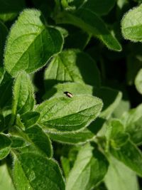 Close-up of insect on leaf