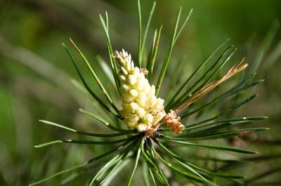 Close-up of flower buds