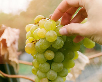Close-up of hand holding grapes
