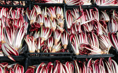 Boxes of red radicchio grown in the po valley in italy called radicchio tardivo