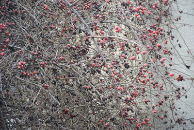 Close-up of red berries on tree