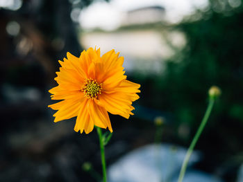 Close-up of yellow flowering plant