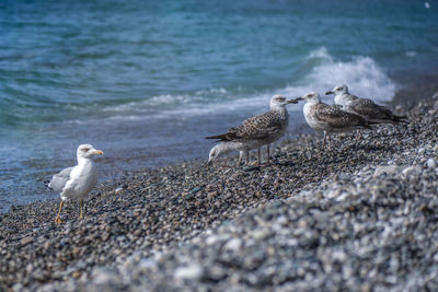 Seagulls perching on a beach