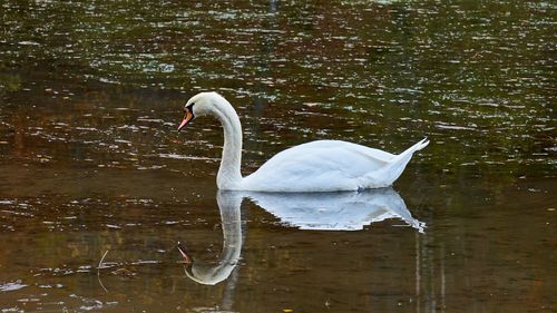 Swan swimming in lake