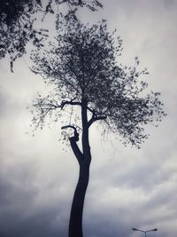 Low angle view of tree against sky