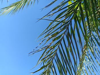 Low angle view of palm tree against clear blue sky