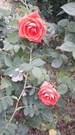 Close-up of rose bouquet