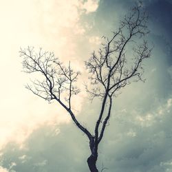 Low angle view of bare trees against cloudy sky