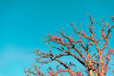 Low angle view of flower tree against blue sky