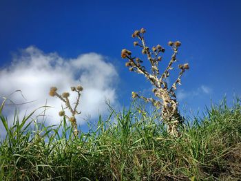 Low angle view of plants against blue sky