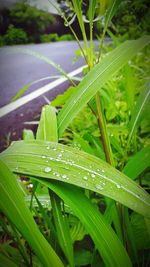 Close-up of plant