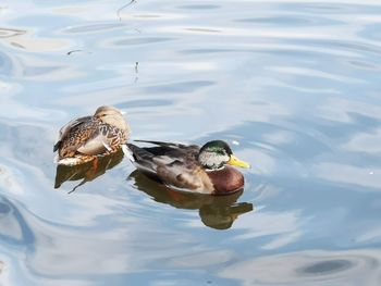 High angle view of duck swimming in lake