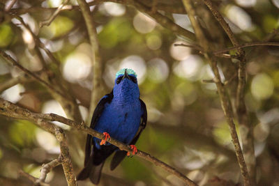 Close-up of bird perching on branch