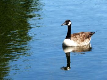 Duck swimming in lake