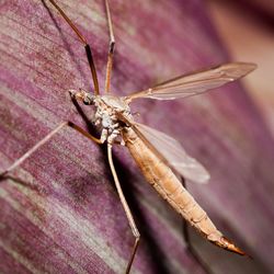 Close-up of insect