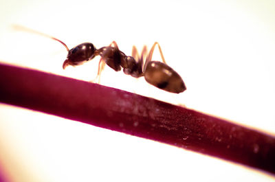 Close-up of insect on white