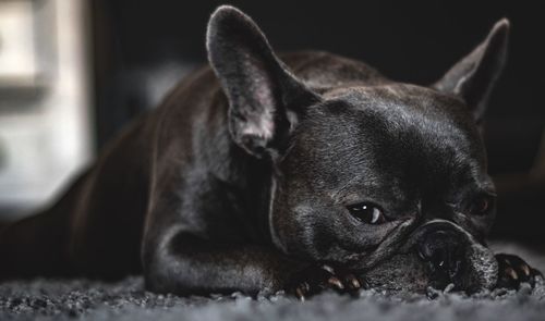 Close-up of a dog resting