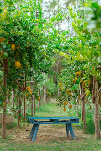 Trees growing in farm