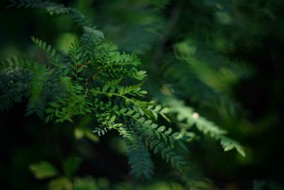 Close-up of pine tree