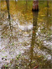 Reflection of trees in puddle