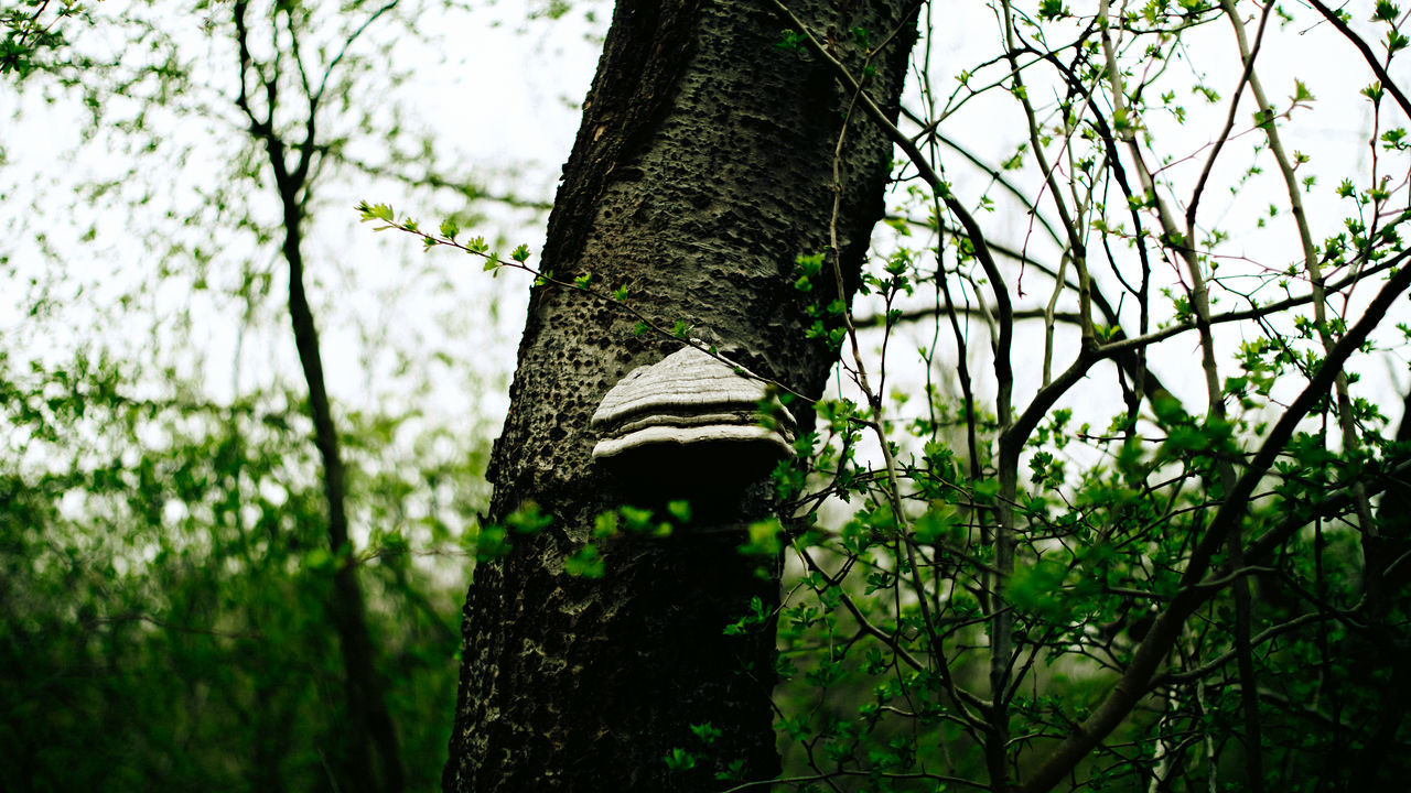 LOW ANGLE VIEW OF TREE TRUNK