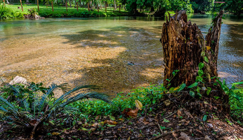 Trees in a river