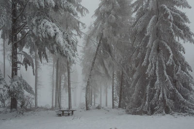 Snow covered trees in forest during winter