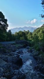 Scenic view of river amidst trees against sky