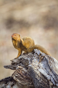 Close-up of mongoose sitting on tree trunk