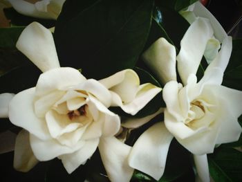 Close-up of flowers blooming outdoors