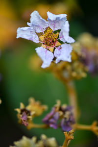 Close-up of purple flowering plant