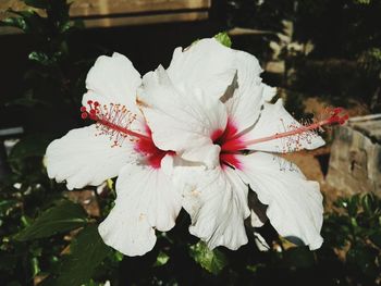 Close-up of flower