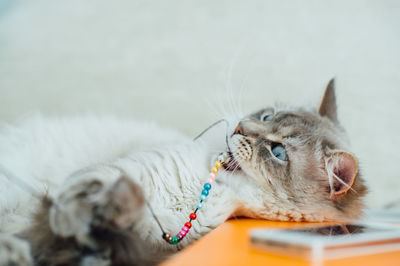 Close-up of cat lying down