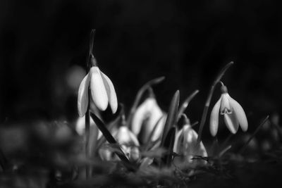 Close-up of white crocus flowers on field