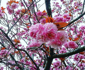 Low angle view of cherry blossom tree