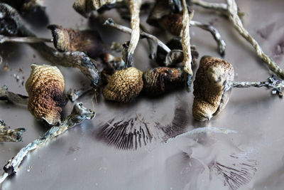 Close-up of dried fruits on table