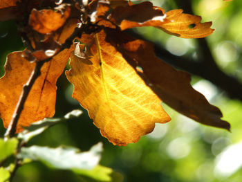 Close-up of wilted orange leaves on plant